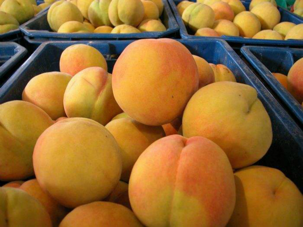 黃(huáng)桃的(de)營養價值