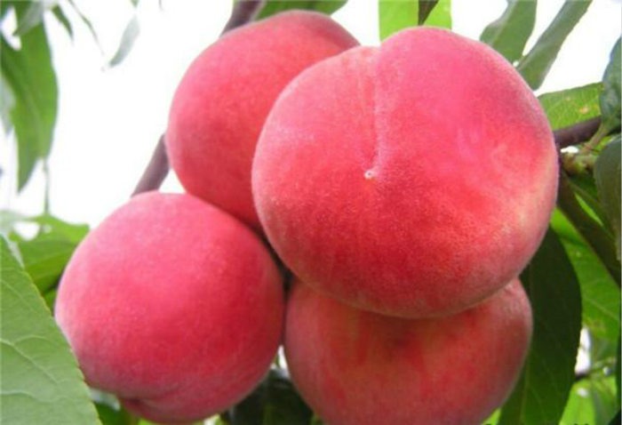 水(shuǐ)蜜桃的(de)作(zuò)用(yòng)與功效